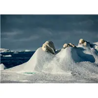 Montegrappa Wild Arctic Ballpoint Pen - Sfera